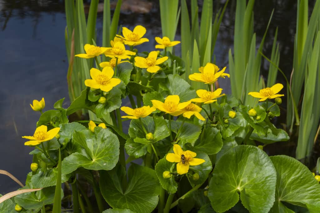 water plants for ponds with marsh marigold growing at the edge of a garden pond in spring