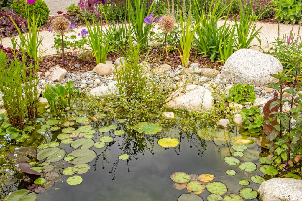 water plants for ponds in a small garden pond with water lilies, marginal plants and natural stone edging