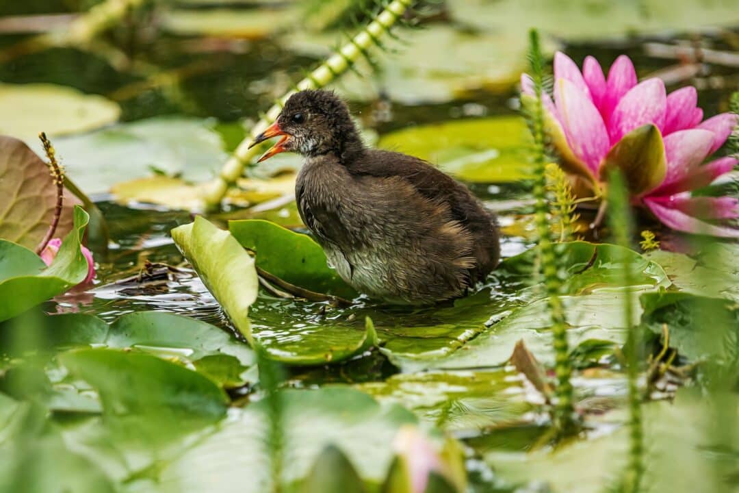 Water plants for garden ponds