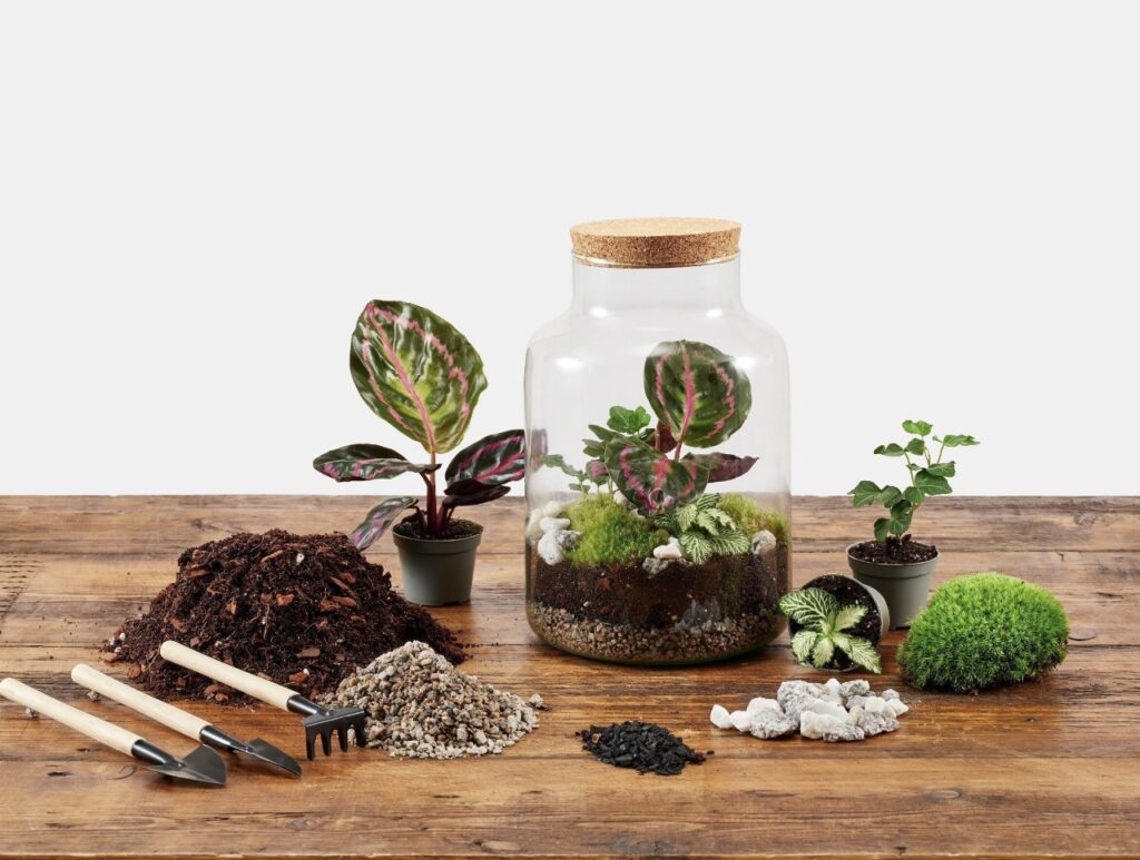 Full terrarium kit with large glass jar, soil layers, planting tools, and a variety of mosses and houseplants on a wooden surface