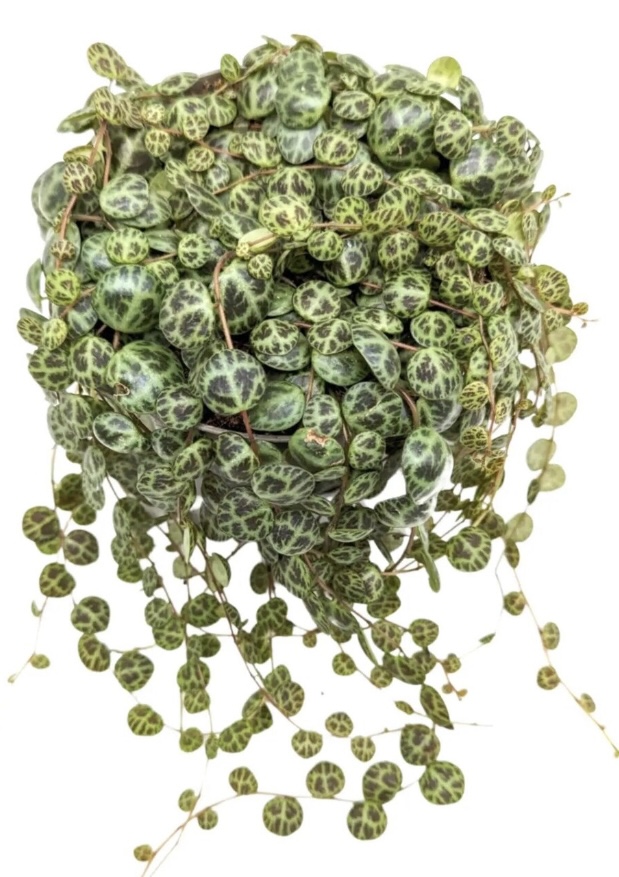 Peperomia Prostrata, also known as String of Turtles, with cascading round, patterned leaves resembling tiny turtle shells. This trailing Peperomia variety thrives in high-humidity environments, making it an excellent choice for closed terrariums.