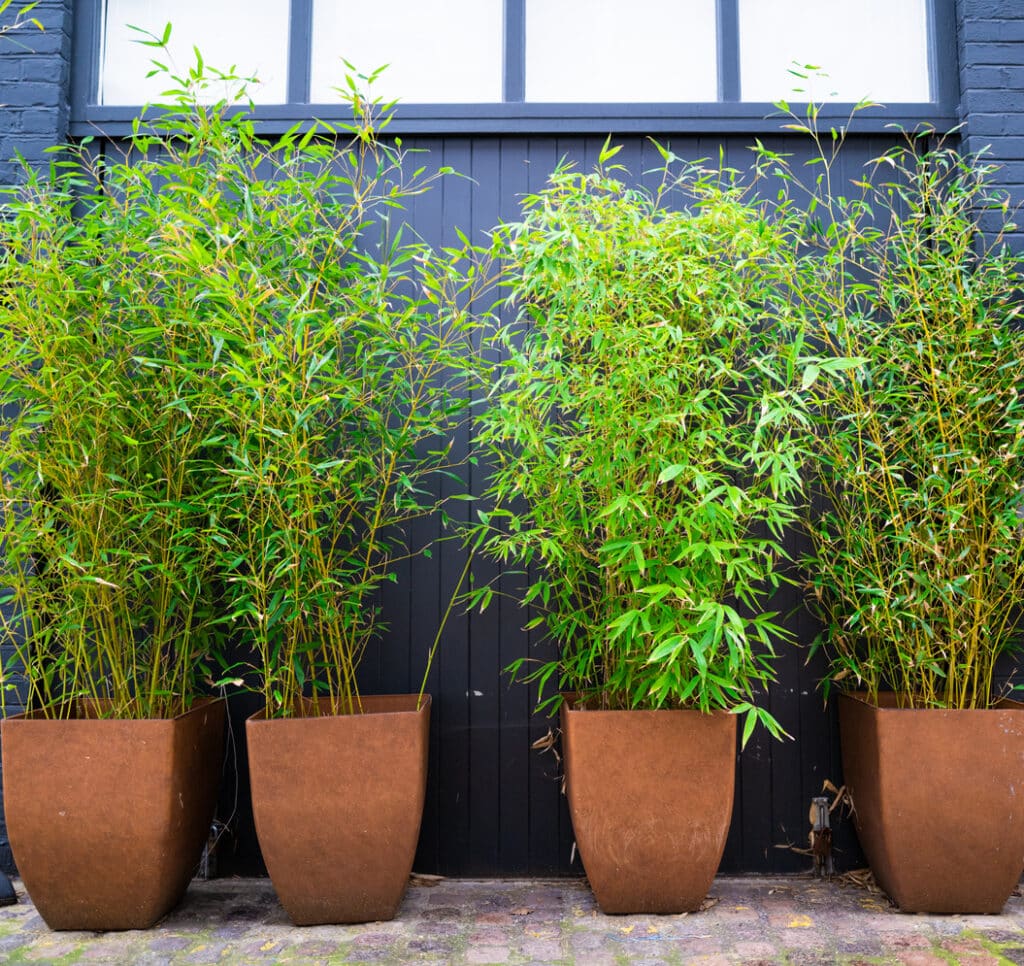 Bamboo in large pots used as tall plants for screening in a UK garden