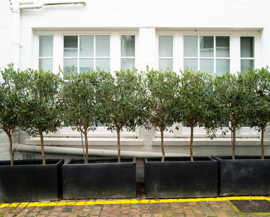 Standard olive trees in large pots used as tall plants for screening outside a London house