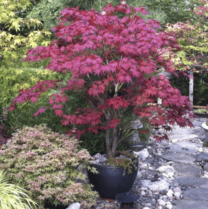 Gravel garden ideas inspiration with Japanese garden plants, foliage texture and calming planting combinations