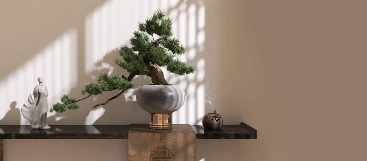How to Look After a Bonsai Tree: Care Guide for Beginners