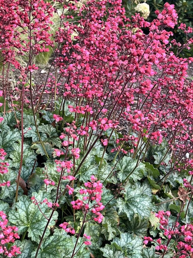 shade loving plants heuchera with pink flowers in a shaded garden border