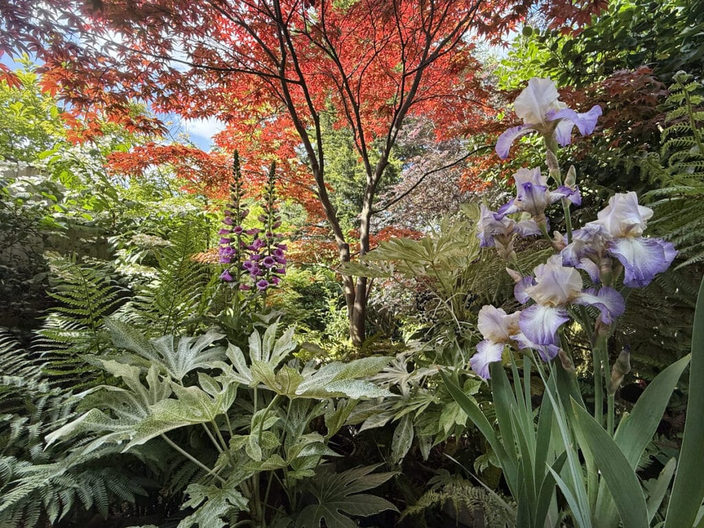 shade loving plants in a layered UK garden with ferns foxgloves and Japanese maple