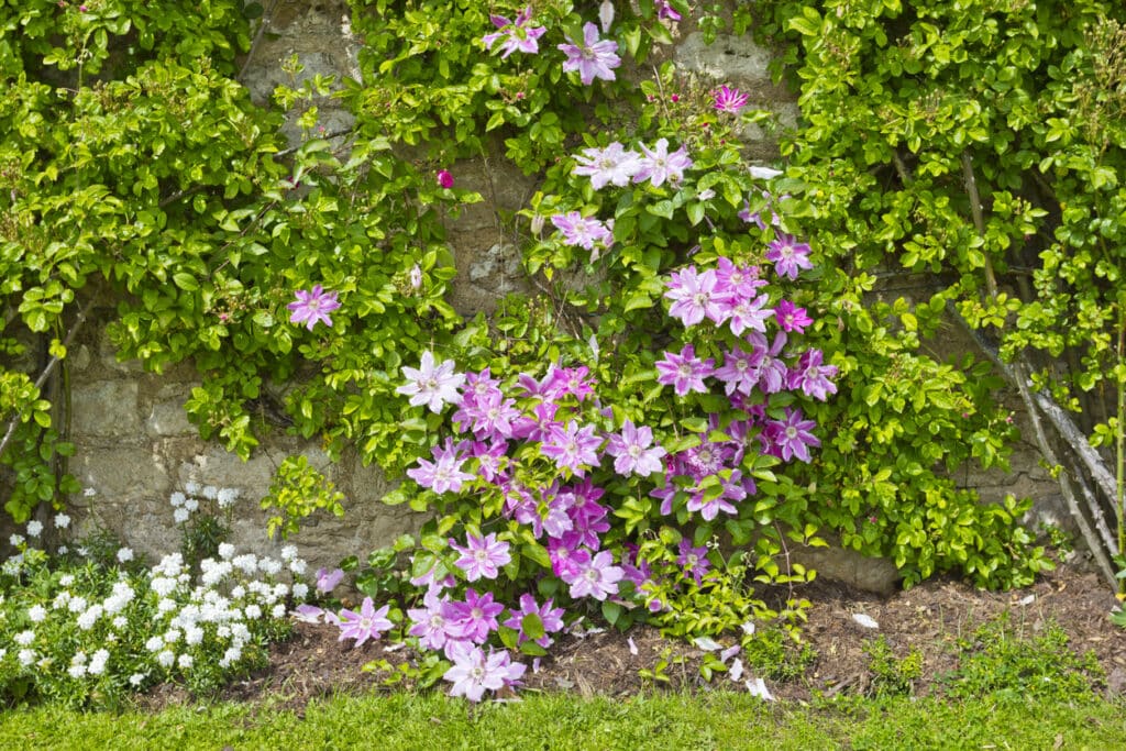 Pink clematis flowers climbing over a stone wall in a courtyard garden, a shade-tolerant climber ideal for small enclosed outdoor spaces.