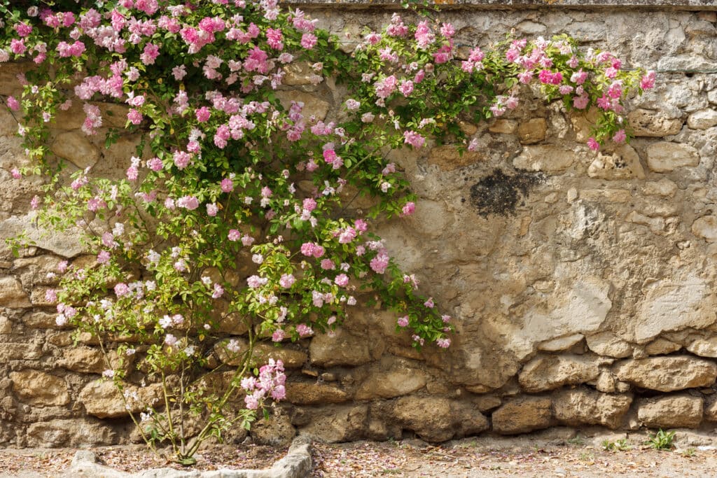 Pink climbing roses covering a stone wall in a courtyard garden, an ideal climber for enclosed outdoor spaces in the UK.