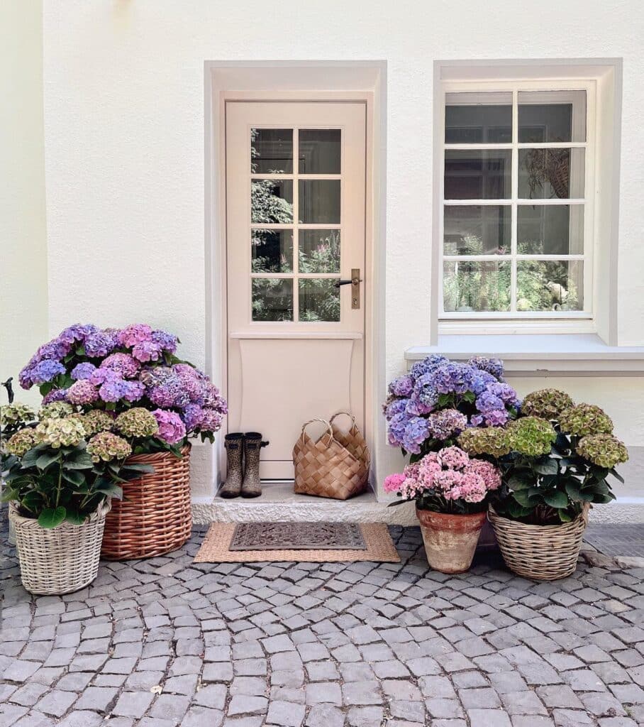 Hydrangeas in wicker basket planters grouped beside a painted courtyard door, demonstrating container planting in a small outdoor space.​​​​​​​​​​​​​​​​