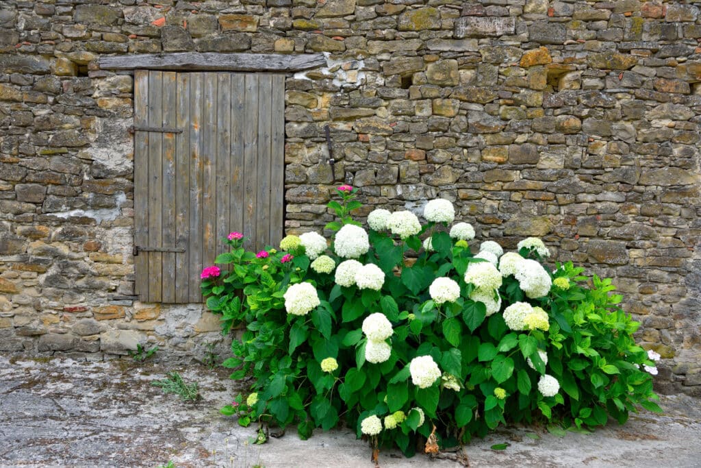 White hydrangeas growing against a stone wall with rustic wooden door in a shaded courtyard garden.