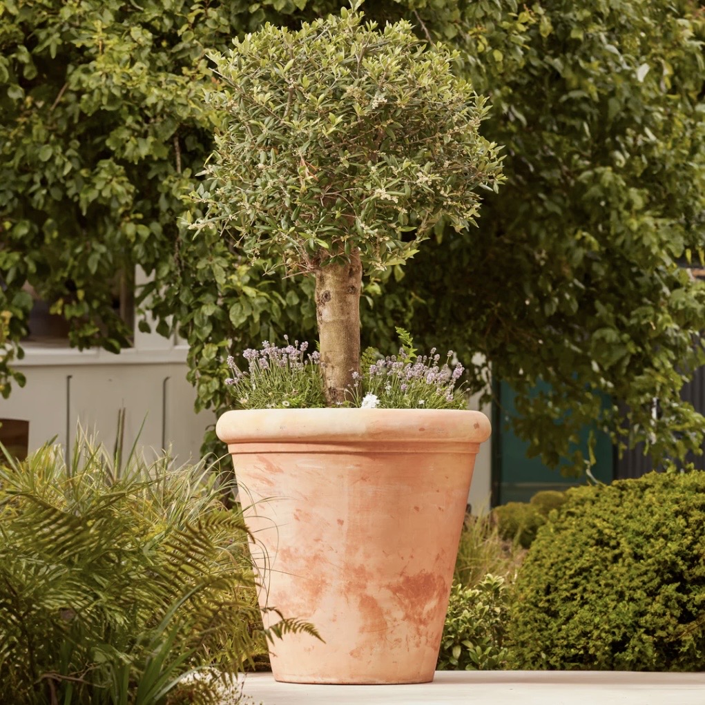 Large terracotta plant pot with olive tree standard and lavender underplanting in a courtyard garden, a classic container planting choice for small outdoor spaces.​​​​​​​​​​​​​​​​