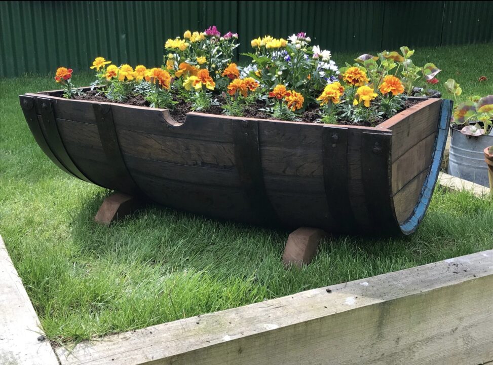 Half whiskey barrel planter displaying potted colour