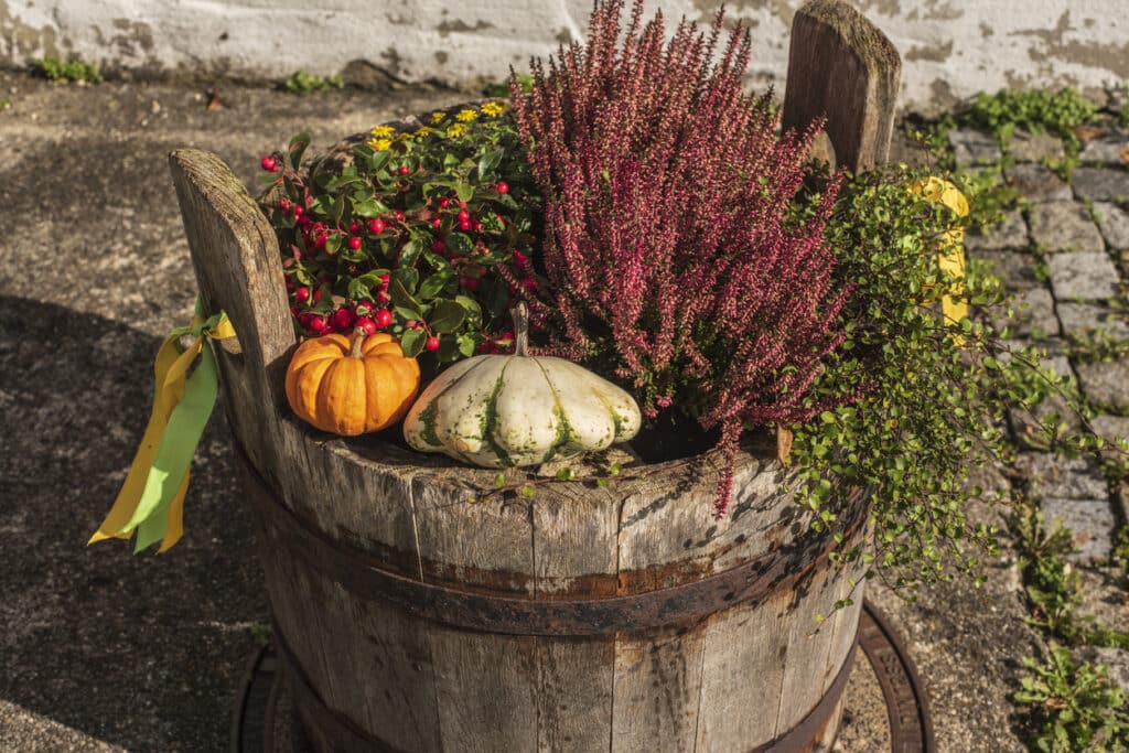 Wooden barrel planted with autumn heather, wintergreen berries, and mini pumpkins