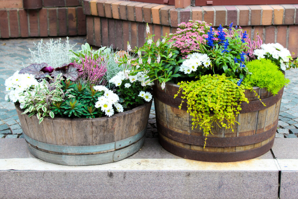 best plants for whiskey barrel planter with flowers foliage and trailing plants in wooden barrel containers