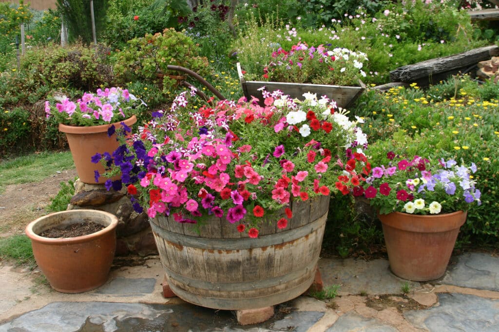 Whiskey barrel planter overflowing with pink and purple petunias in a cottage garden setting
