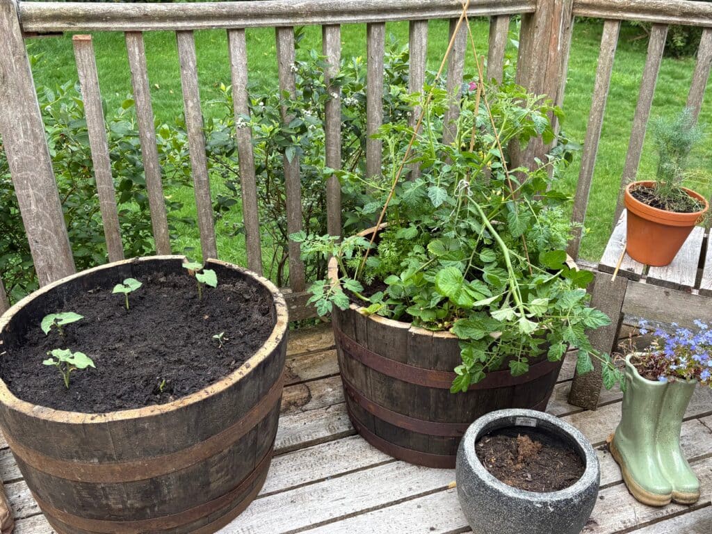 Whiskey barrel planter ideas vegetable