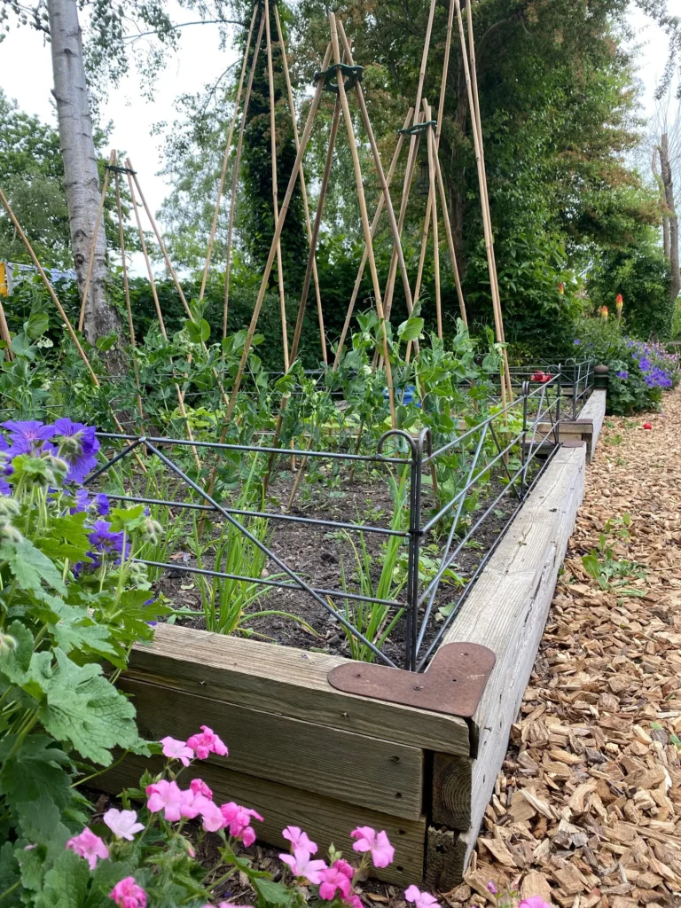 rustic wooden fencing edging around raised vegetable garden beds