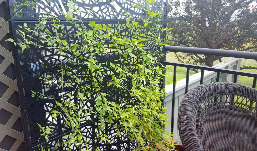 Decorative metal balcony privacy screen with climbing plants for stylish small space screening
