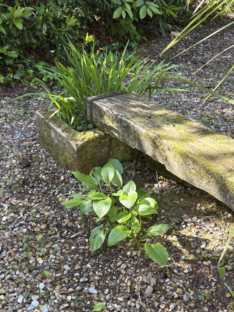 Hosta growing beside a moss-covered stone trough on a gravel garden floor