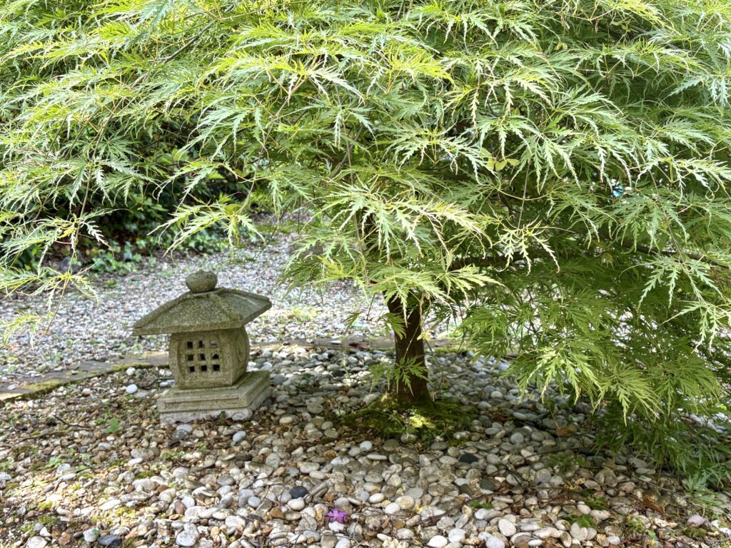 Stone lantern and Japanese maple on a pebble ground plane in a Hampshire zen garden
