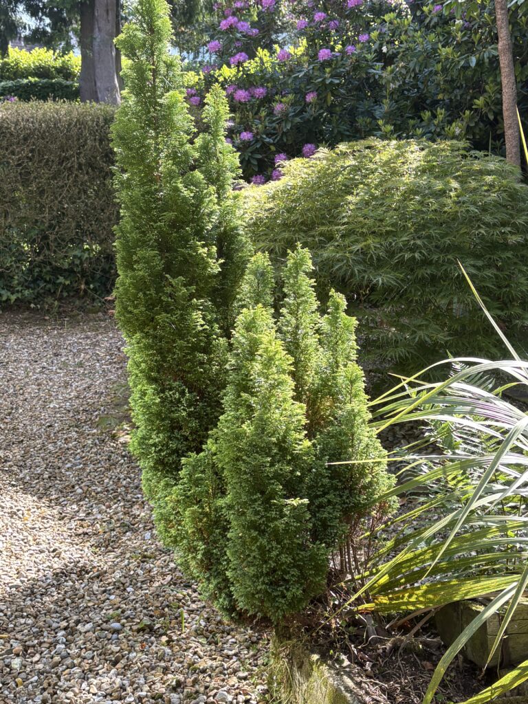 Upright Irish yew and Japanese maple beside a gravel path in a Hampshire garden