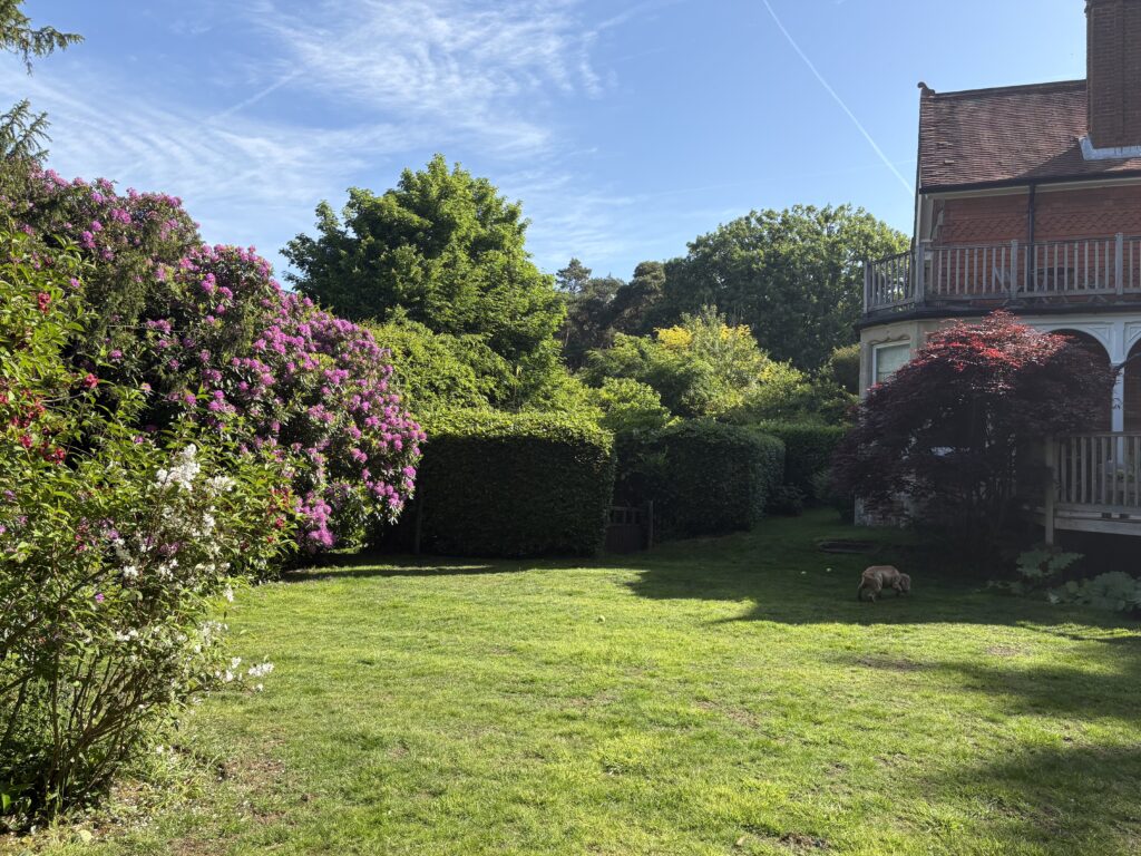 Garden shade ideas with mature rhododendrons, tree canopy and Japanese acer in a Hampshire garden
