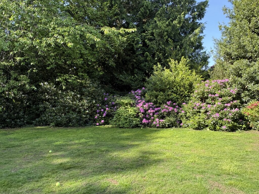 Shade garden ideas with mature tree canopy and flowering rhododendrons casting dappled shade across a Hampshire lawn