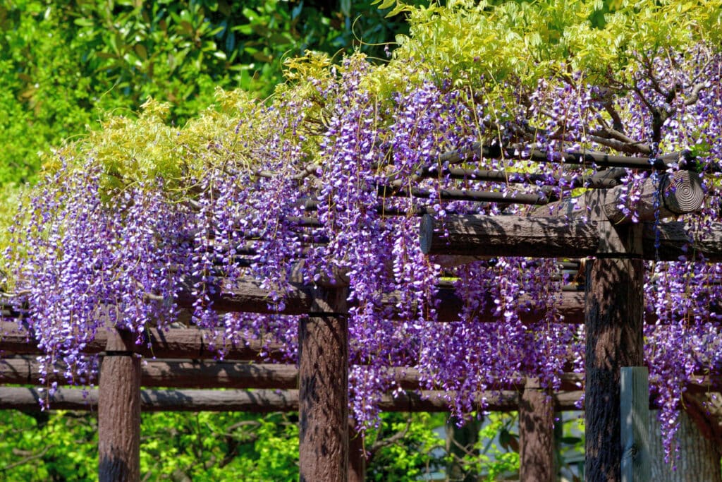 Wisteria growing over a timber pergola creating natural dappled shade, with cascading purple flowers in full bloom