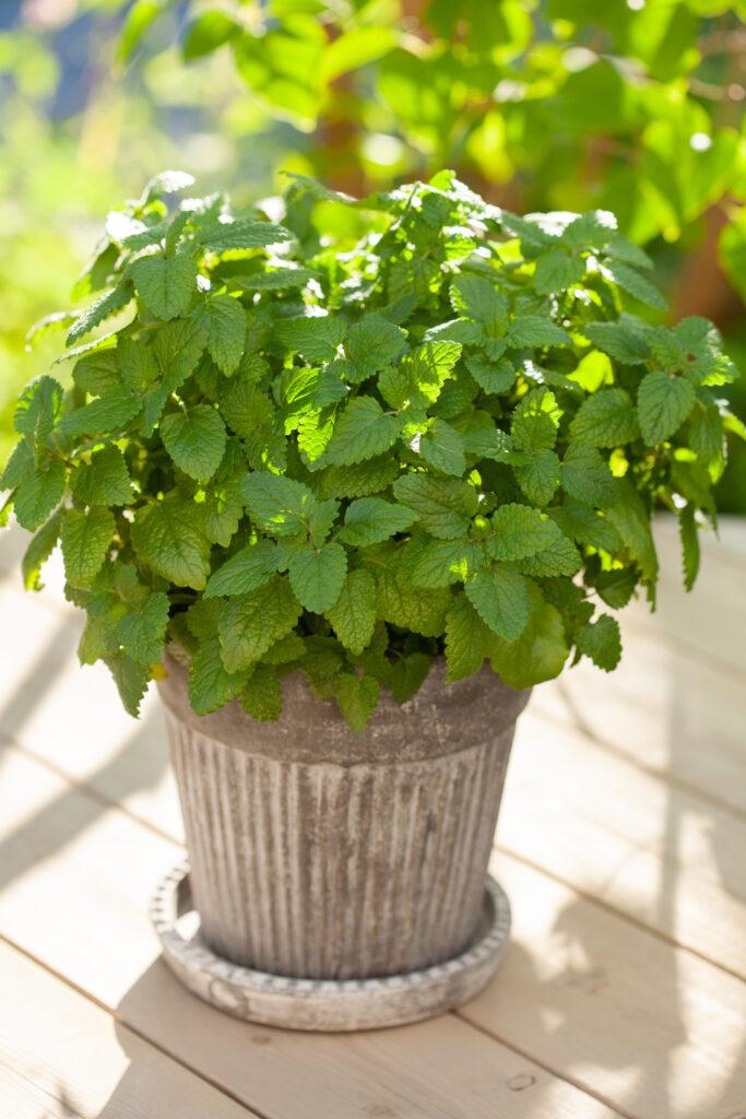 Plants That Keep Mosquitoes Away: Nature’s Answer to a Bite-Free Garden Plants that keep away mosquitoes lemon balm Plants that keep away mosquitoes lemon balm