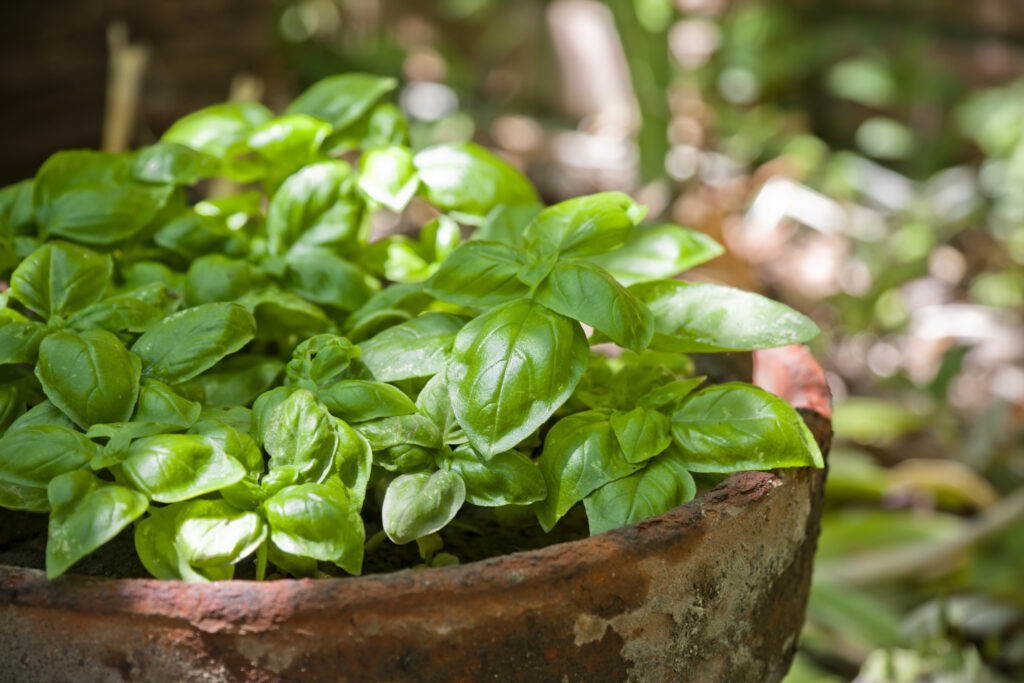 Plants That Keep Mosquitoes Away: Nature’s Answer to a Bite-Free Garden Plants that keep mosquitos away basil Plants that keep mosquitos away basil