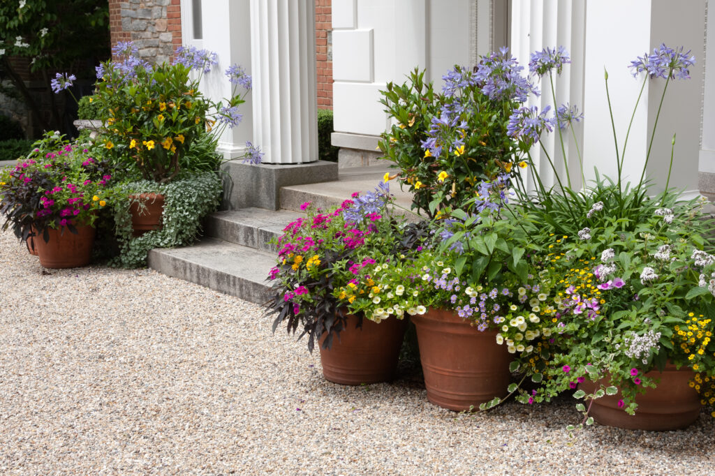 Cluster of terracotta pots with purple agapanthus, yellow petunias and green trailing plants on gravel – gravel garden ideas with pots