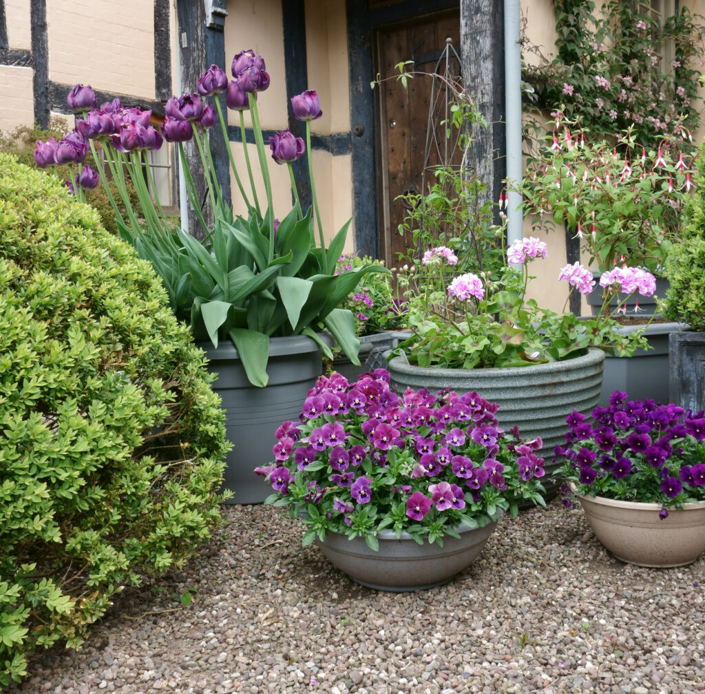 Purple pansies and tulips in stone and slate-coloured pots on a gravel path – gravel garden ideas with pots