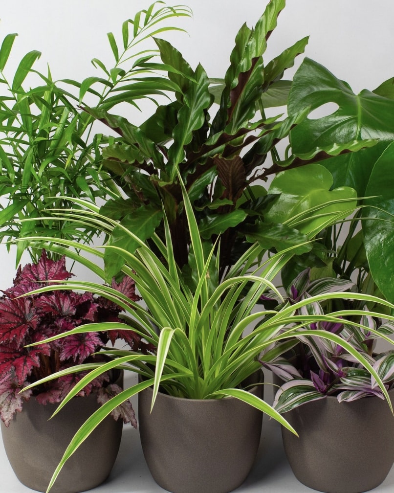 Mix of six indoor plants in neutral pots from TropicalplantsukShop