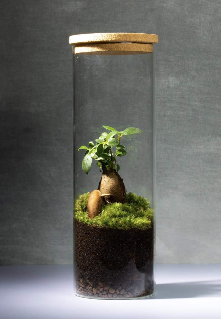 Tall glass ficus ginseng bonsai terrarium with cork lid