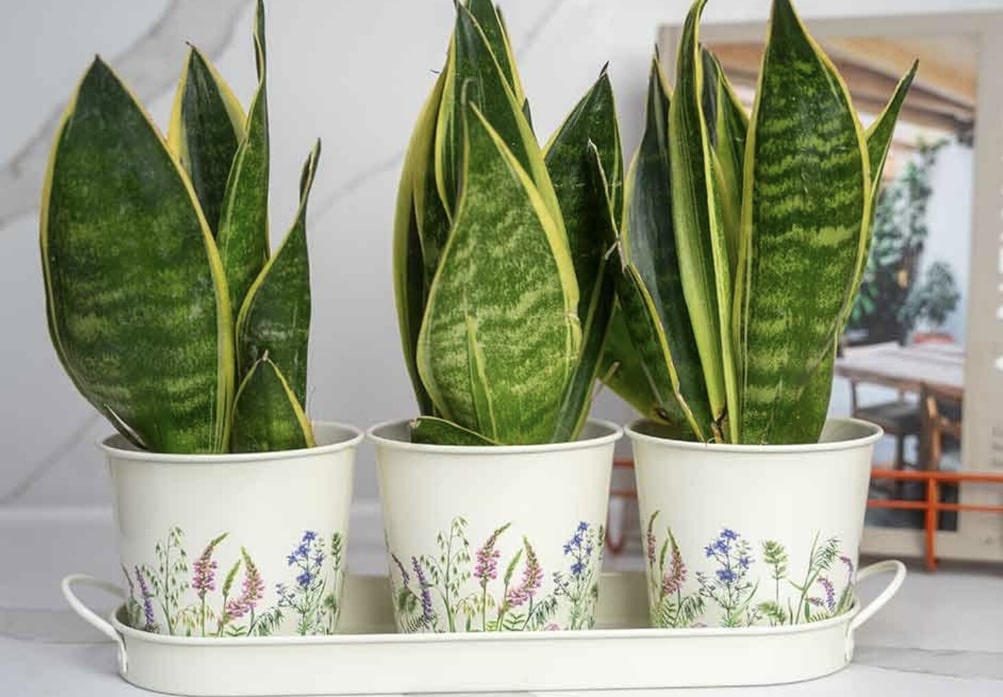 A Little Treat: Floral Planter Set in a budget bathroom