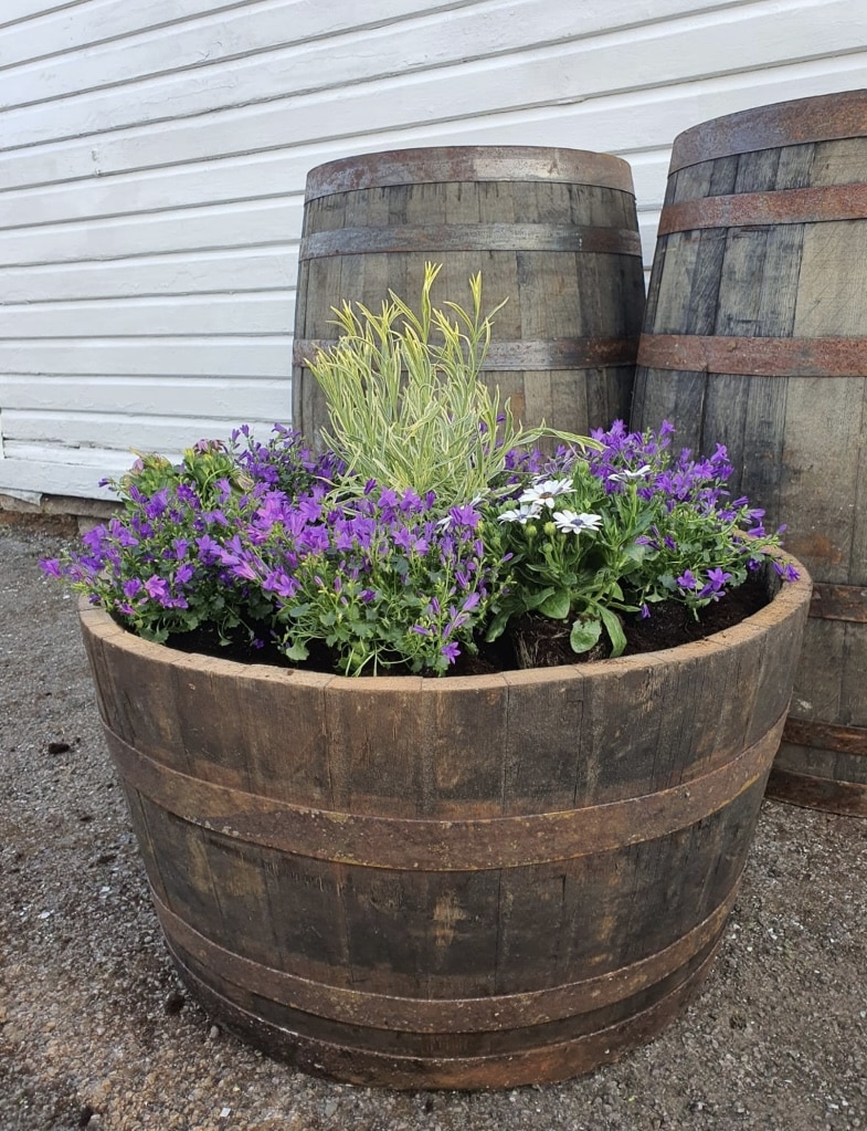 Reclaimed whisky barrel used as a large planter filled with purple flowers