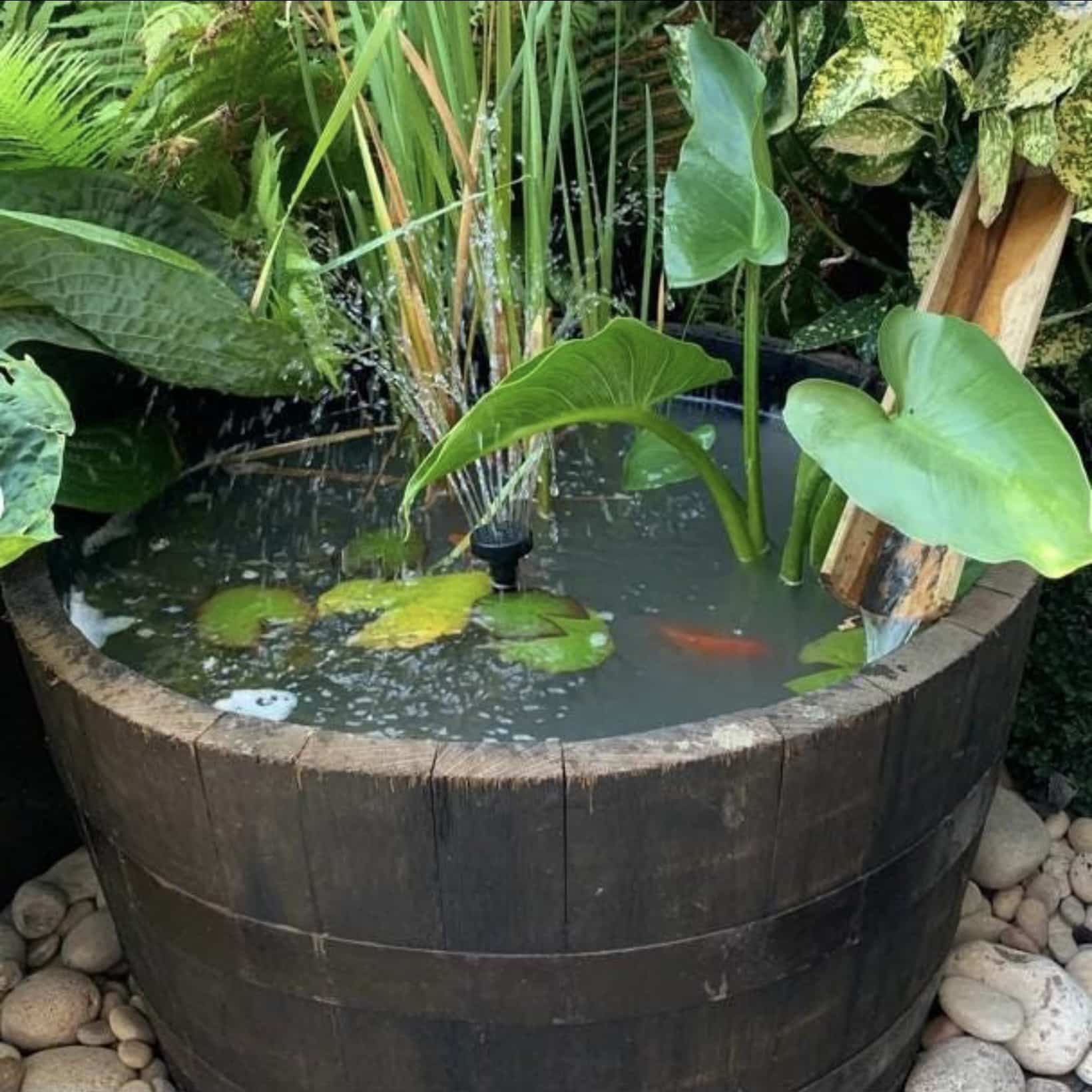 Whisky barrel pond on gravel with water lilies and lush planting around the rim