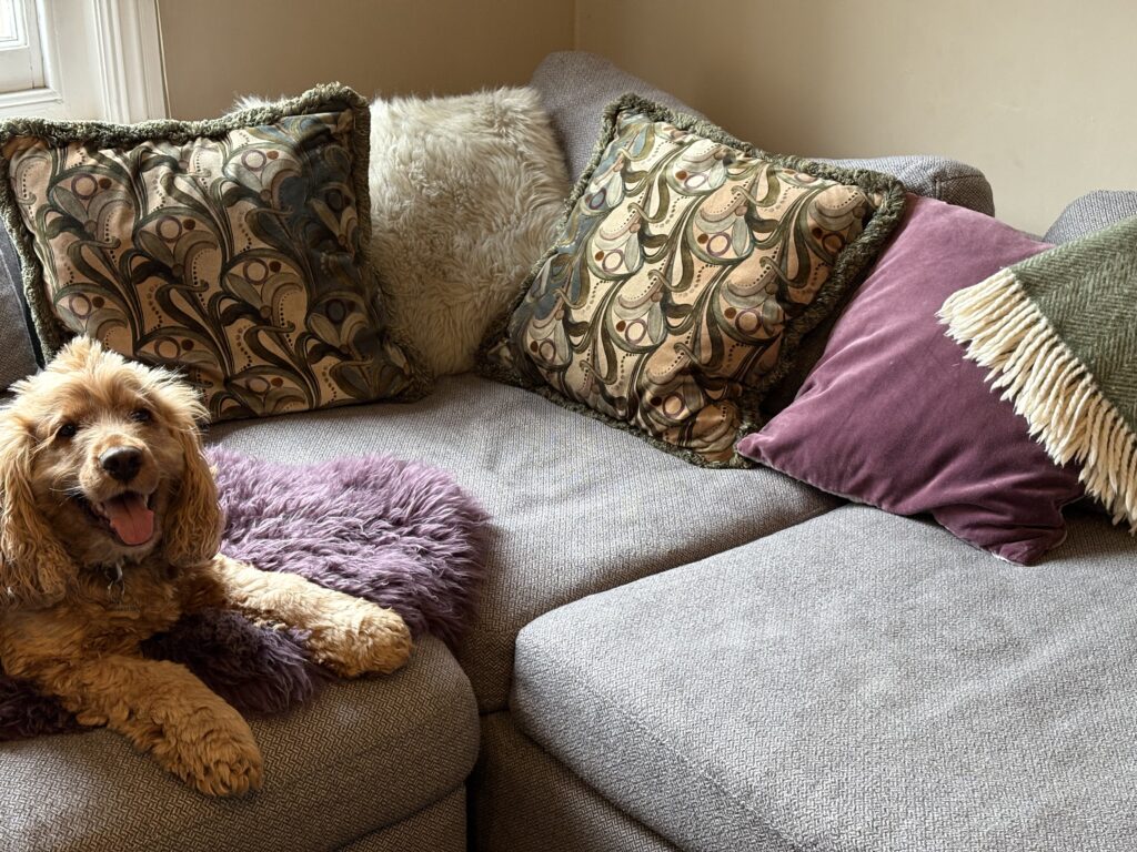 Cocker spaniel lying on a grey corner sofa with patterned and velvet cushions and a lilac sheepskin throw.