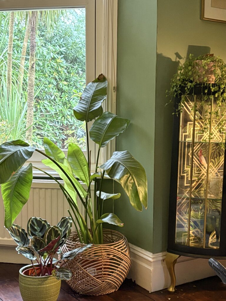 Cluster of indoor plants in woven and ceramic pots beside a green wall and art-deco glass cabinet in a characterful living room.