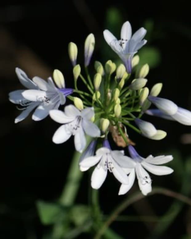 Gravel garden ideas with agapanthus planted in free-draining gravel soil
