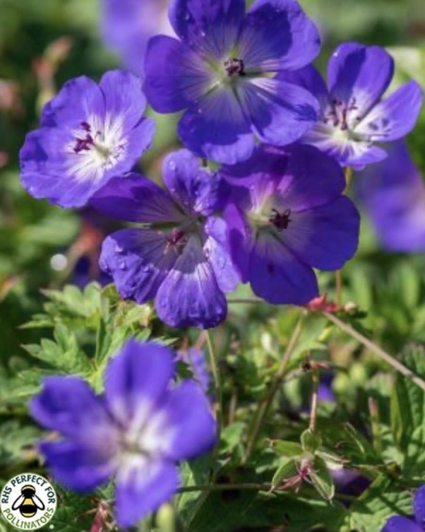 Gravel garden ideas with geranium Rozanne spreading between gravel stones