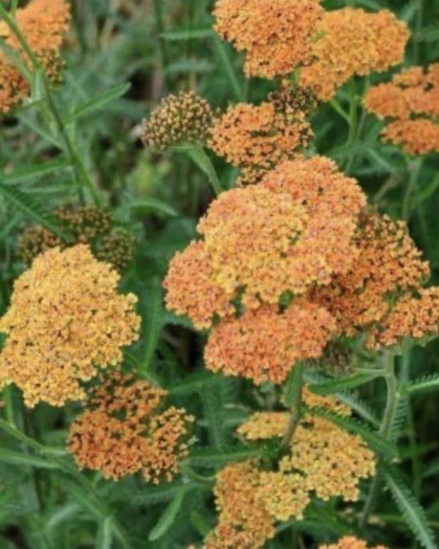 Gravel garden ideas featuring achillea terracotta flowering in a sunlit gravel garden