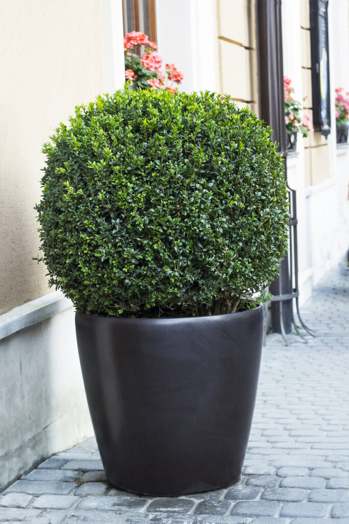 Plants for pots buxus