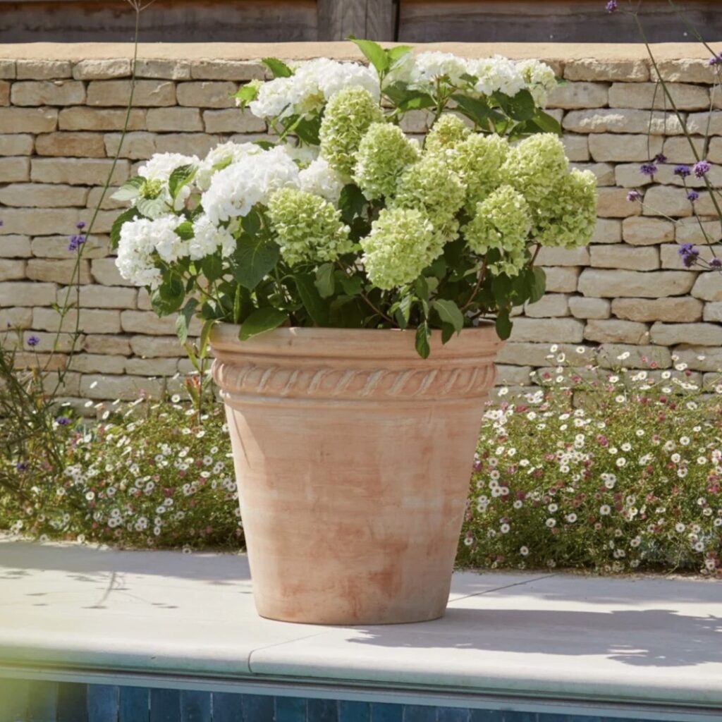 Plants for pots hydrangea