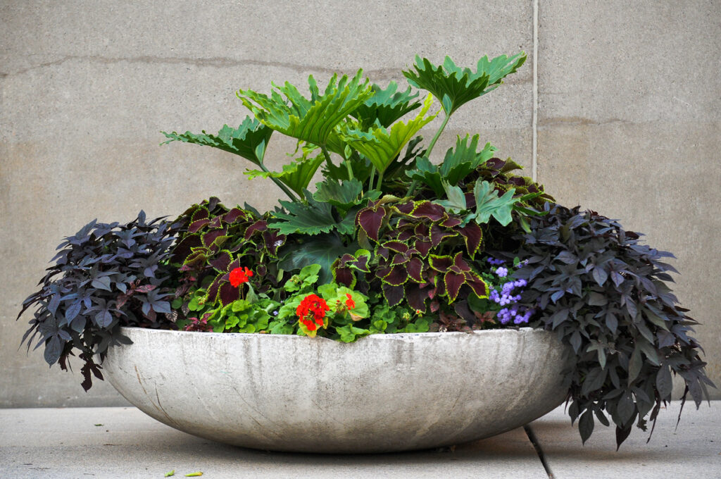 Evergreen plants for pots layered with seasonal flowers in a large modern container