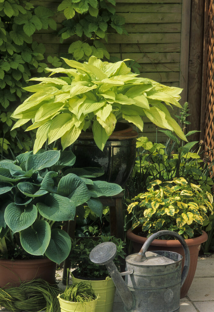 Plants for pots in shade: hostas in containers creating a lush, leafy corner