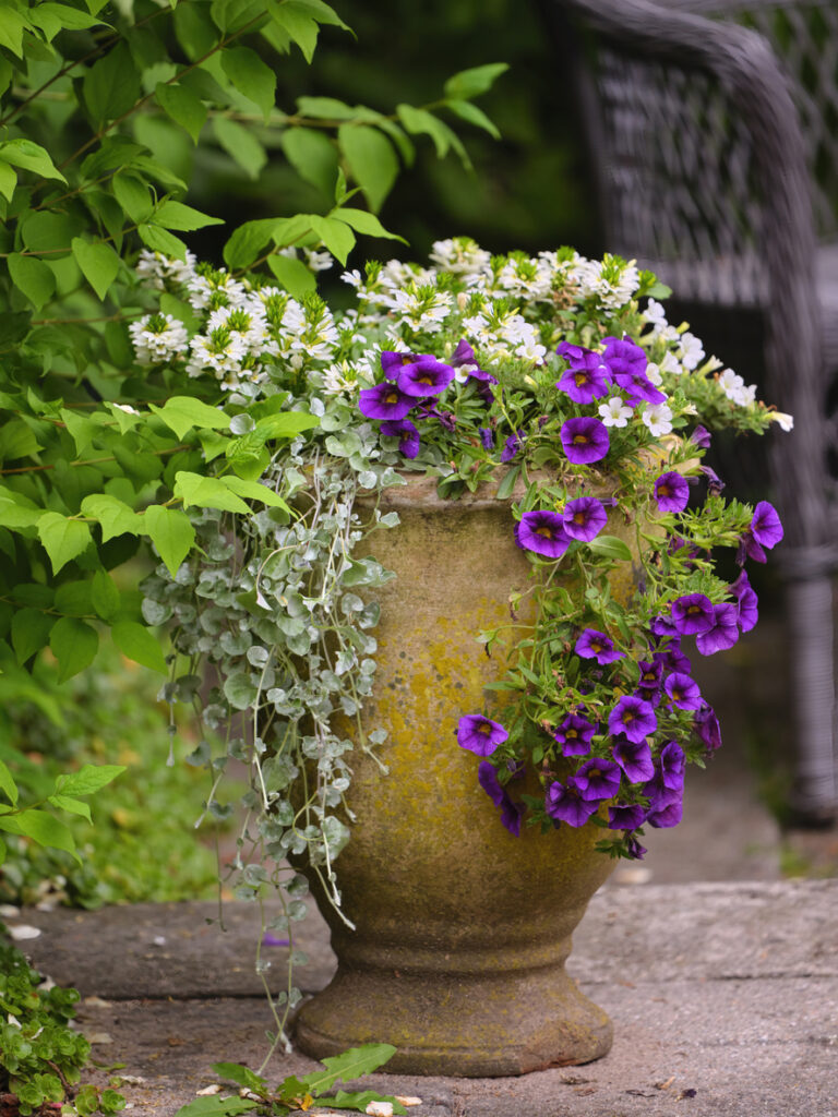 Trailing plants for pots with purple flowers and silver foliage spilling over a garden urn