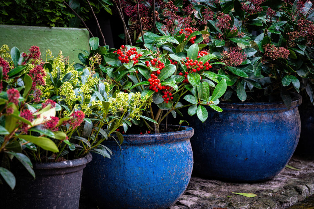 Winter plants for pots with glossy foliage and red berries in blue planters for seasonal colour