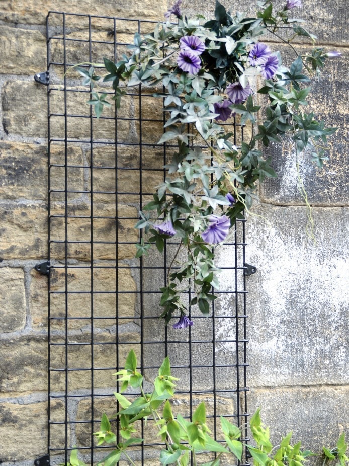 Small garden ideas: wall-mounted wire mesh trellis for climbing plants in a courtyard garden